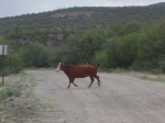 Cow walking towards Jack, in threatening and evil fashion.