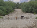 The calves  How cute!  