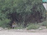 Drew hiding under a tree.
