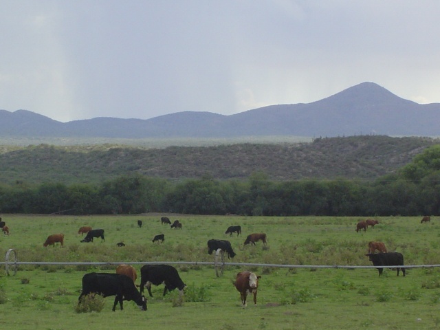 Moo.