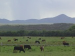 Moo.
