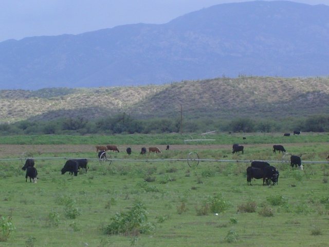More cows.
