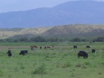 More cows.