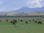 Jack likes cows.