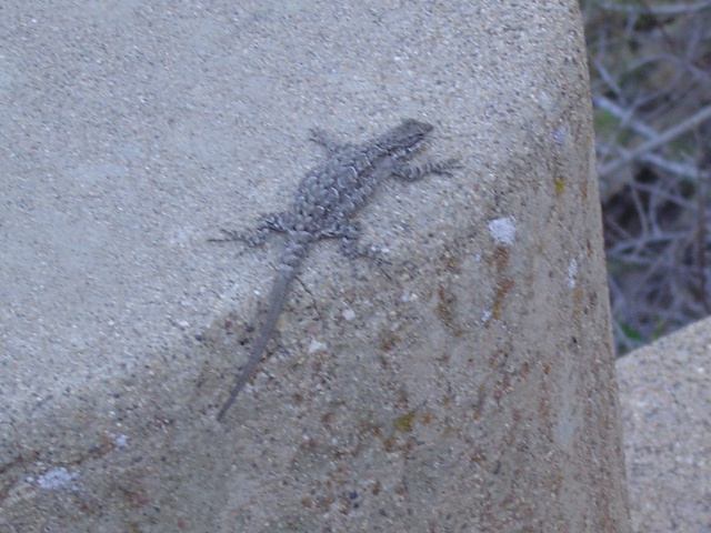 A lizard.