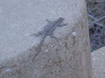 A lizard.