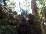 A random cactus.  Had a hornet's nest on it too.