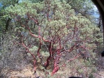 A weird red-barked tree.
