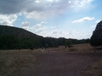 Evil cows.