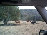 Cows.