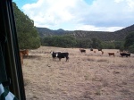More of the attacking herd.