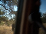 This cow wouldn't leave the trail until threatened with being smacked by a Land Rover.