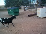 The last few hundred feet takes you through a farm.  This is the rancher's goat.