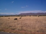 Cows grazing on the side of the road.
